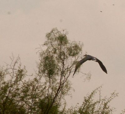 73county.greatblueheron.JPG