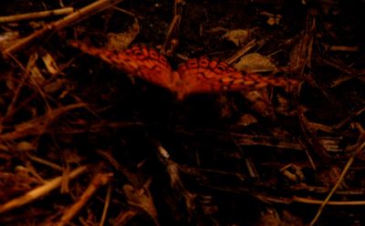74county.varriegatedfritillary.JPG