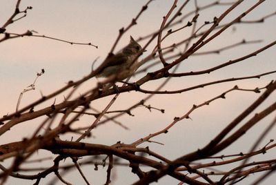 74county.blackcrestedtitmouse.JPG