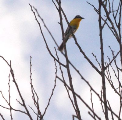 74county.chatyellowbreasted.JPG