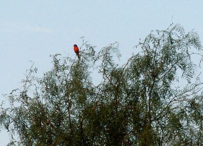 74county.222222paintedbunting.JPG