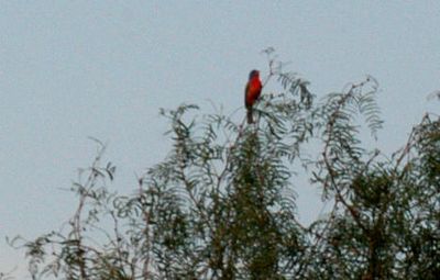 74county.ppaintedbunting.JPG