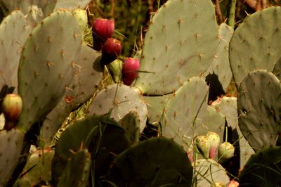 79lcountycactii2222222222.JPG