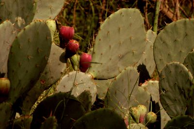 79lcountycacti.JPG