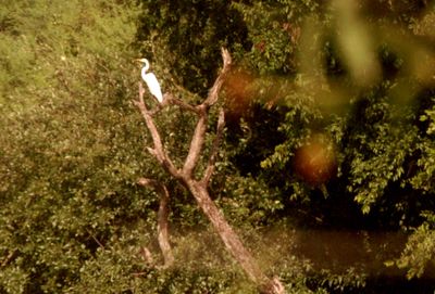 79lcountymagictree.JPG
