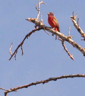 79lcounty[paintedbunting.JPG