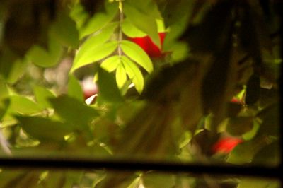 79leaves3.JPG
