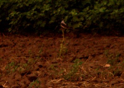 710County.scissortail.JPG