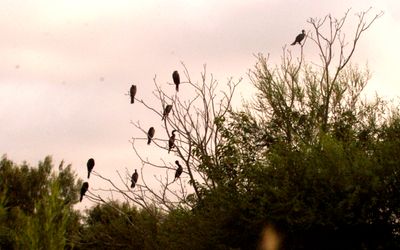 710County.dounblecrestedcormorant.JPG