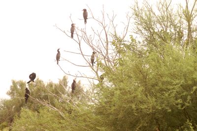 712countydccormorants.JPG