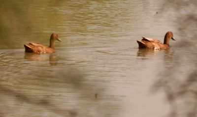 714county222222ducks.JPG