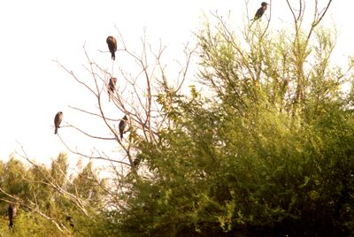 714countycormorantsaassssssss.JPG