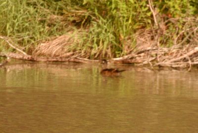 714countywoodduckfemale.JPG