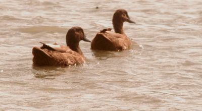 715Countymallards.JPG