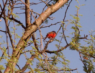 715Countypaintedbunting99999999999.JPG