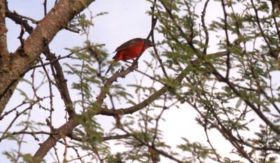 715Countypaintedbunting666666666.JPG