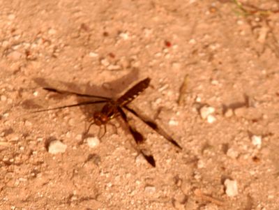 715Countycommonwhitetailfemale.JPG