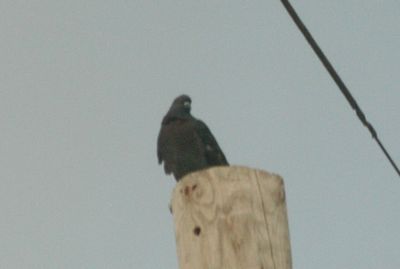 715Countyrockpegion.JPG
