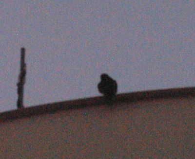 718county.peregrine22222222222.JPG