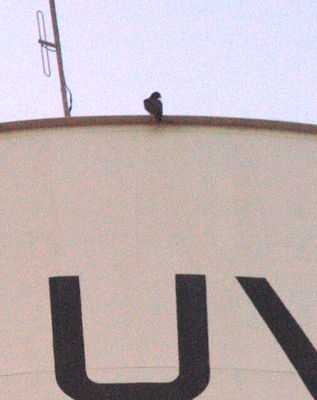 718county.peregrine555555555555zzzzzzzzz.JPG