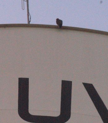 718county.peregrine66666666.JPG