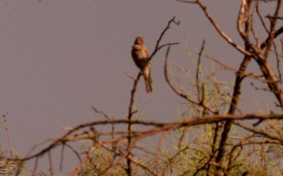 718county.bird24.JPG