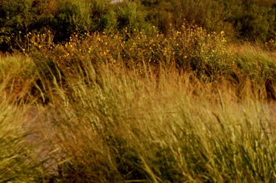 718county.daisies.JPG