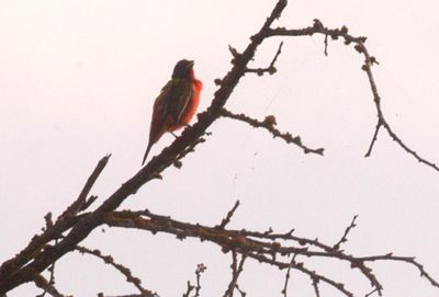 718county.paintedbunting111111111.JPG