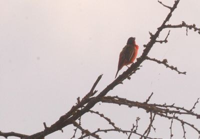 718county.paintedbunting222222222.JPG