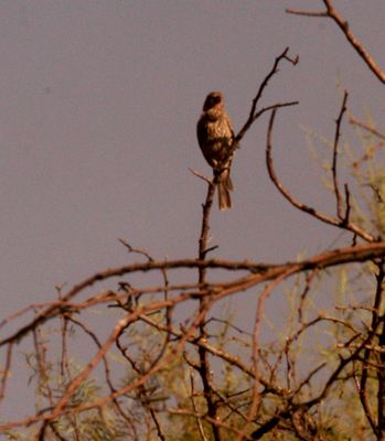 718county.bird