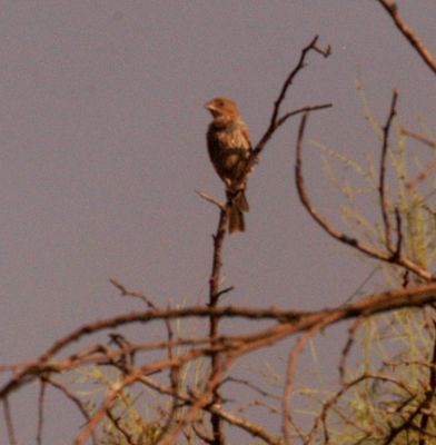 718county.housefinch.JPG