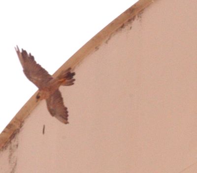 718countyperegrineexit908.JPG