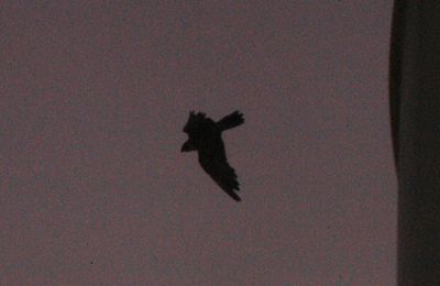 721County.peregrine22222222222.JPG
