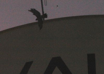 721County.peregrinetakeoff.JPG