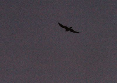 721County.peregrine11111111111111.JPG