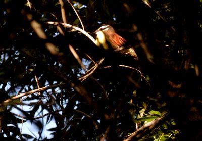 721County.kiskadee.JPG