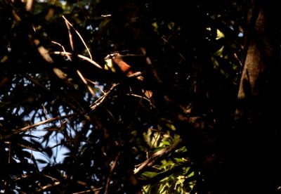 greatlokadee721County.JPG