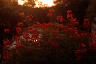 722countybushes1.JPG