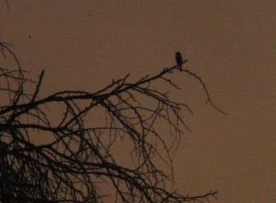 722county.paintedbunting444444444.JPG