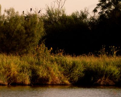 722county.cormorants.JPG