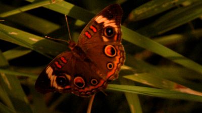722county.commonbuckeye2222222222.JPG