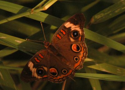 722county.commonbuckeye444444444444.JPG