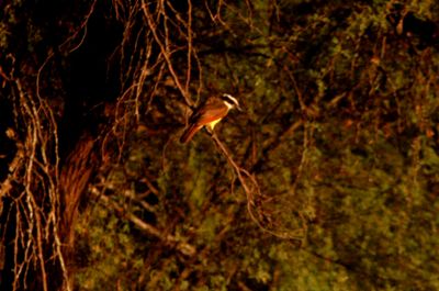 722county.greatkiskadee.JPG