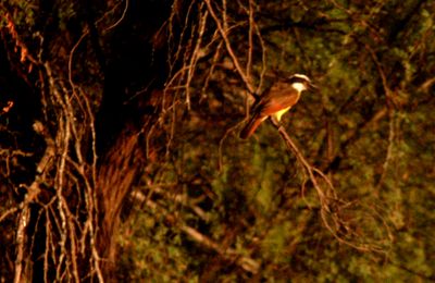 722county.greatkiskadee4444444444.JPG