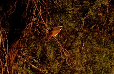 722county.greatkiskadee66666666666.JPG