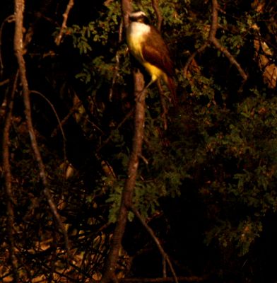 722county.greatkiskadee14.JPG