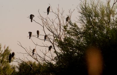 722county.cormorantssssssssssssssss.JPG