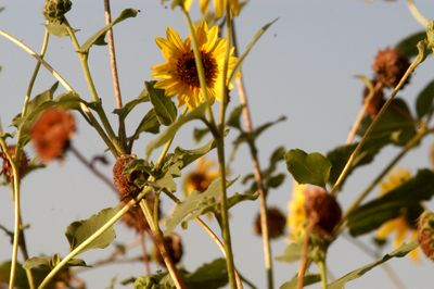 722county.daisey44444444444.JPG
