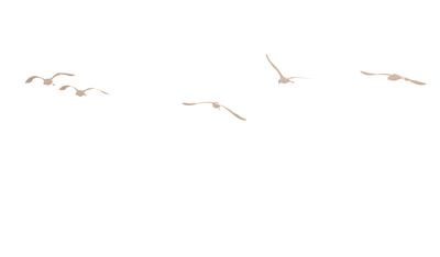722county.blackneckedstilts.JPG