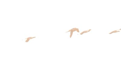 722county.blackneckedstiltssssssssssssssss.JPG